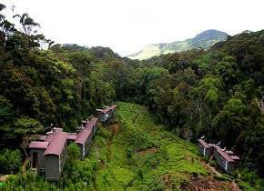 The Rainforest Ecolodge – Sinharaja